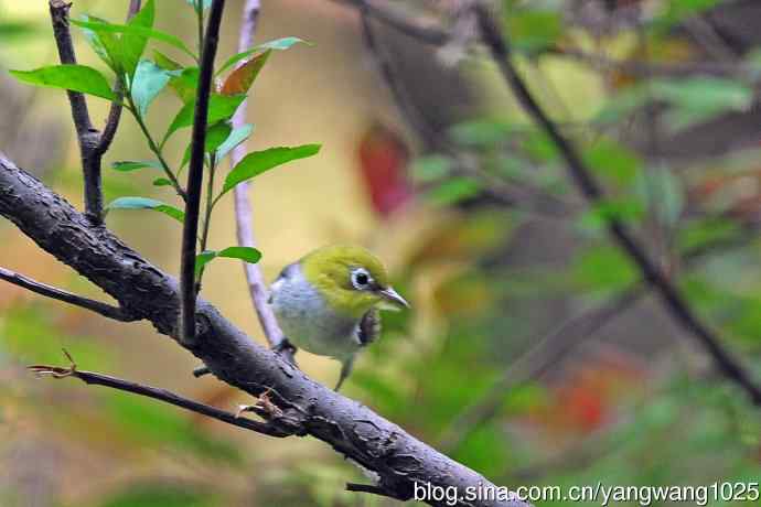 红胁绣眼鸟(11) 红胁绣眼鸟(11)