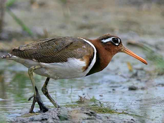 衡水湖印象(彩鹬及其它)