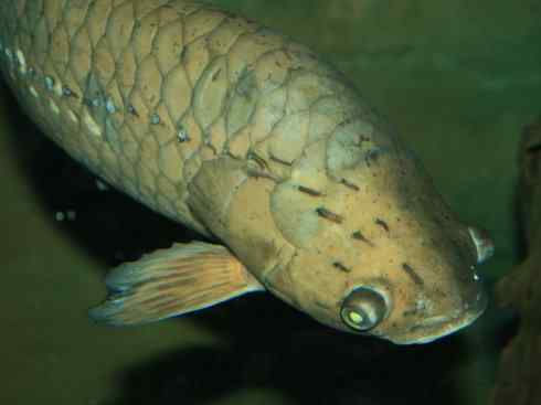 鱼类活化石：巨骨舌鱼
