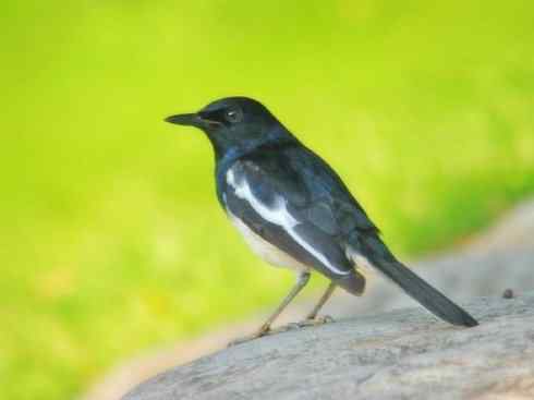 雀鸟也彪悍：谁怕谁（鹊鸲）