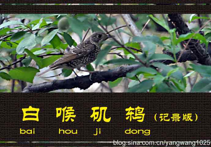 白喉矶鸫（记录版）