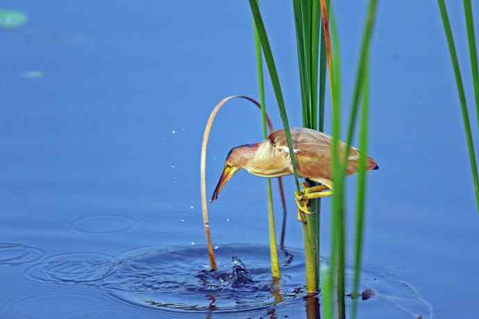 捕鱼的黄苇鳽（3）