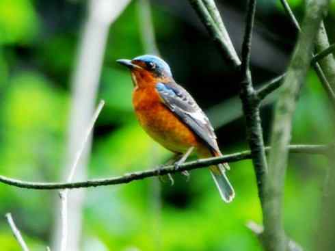 美丽无罪：雀鸟之矶鸫