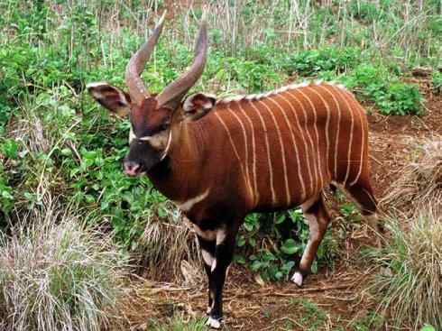 麒麟：传说的兽原型探秘（紫羚）