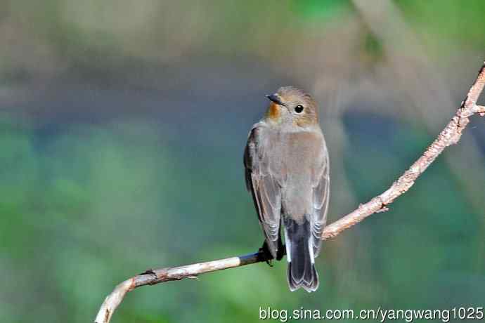 秋天的红喉姬鹟（4）