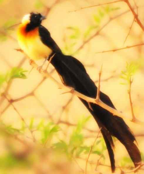 猎奇:长尾鸟雀之二 猎奇:长尾鸟雀之二