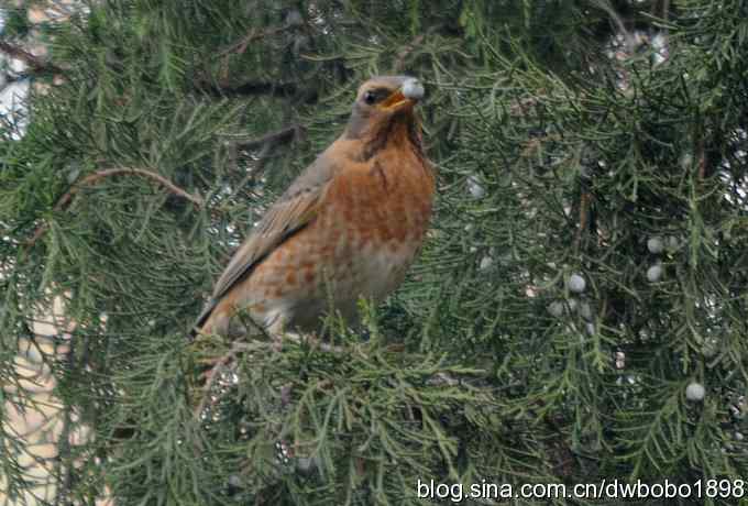 莲花池林鸟小拍
