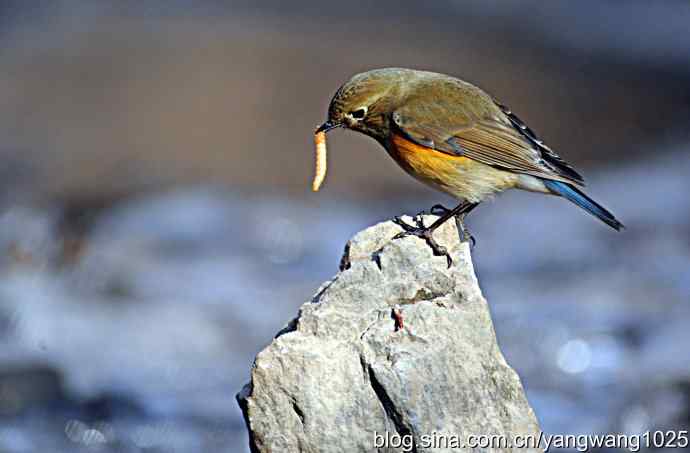 雌性红肋蓝尾鸲