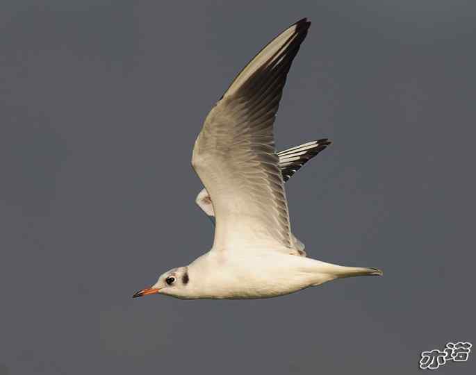官厅水库&nbsp;wbr路&nbsp;wbr飞行的鸟儿
