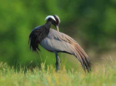 鸟类之最：斑腹沙锥