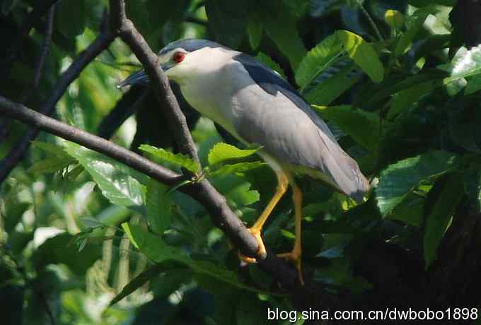 鸟友同游怀沙河