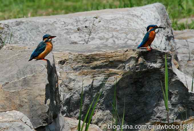 小翠儿过节踩蛋忙