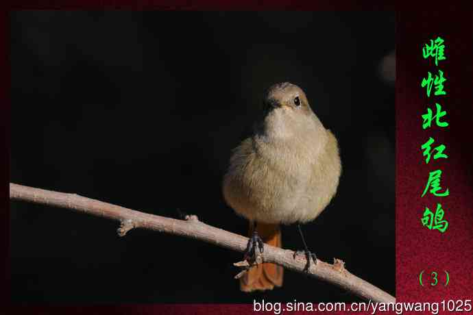 雌性北红尾鸲(3) 雌性北红尾鸲(3)