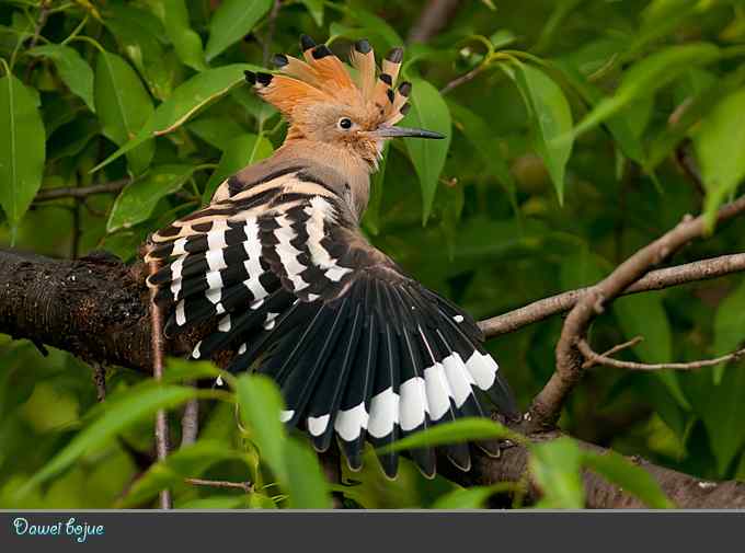刚出窝的小戴胜*