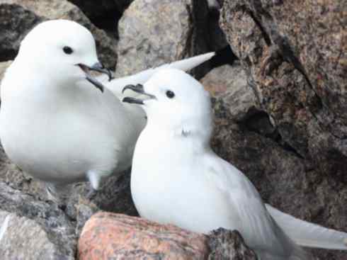 鸟类之最：灰鹱