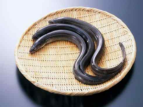 自然奇观：动物大迁徙(鳗鱼)