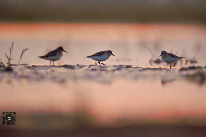 野鸭湖黄昏鸟影