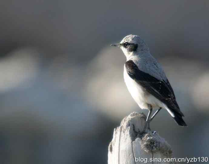 北疆鈥溗拇蟛外澥掌淙ㄗ橥迹8张图片）