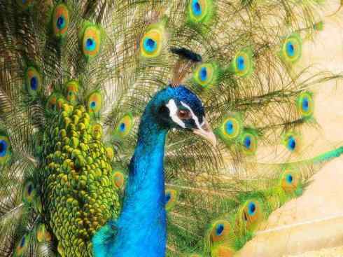 凤凰：传说中的鸟原型探秘（孔雀）