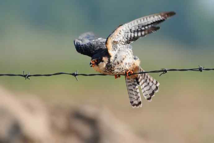 阿穆尔隼:野鸭湖黎明观猛* 阿穆尔隼:野鸭湖黎明观猛*