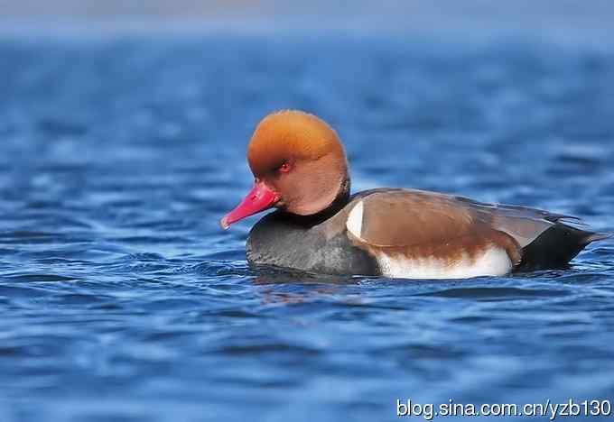冰之蓝&bull;赤嘴潜鸭&bull;元宵节快乐（组图，15张图片）