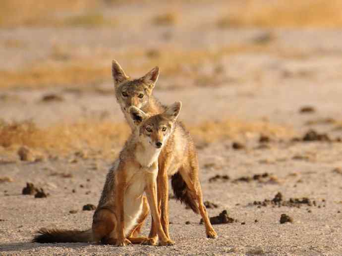犬科:犬亚科犬属之金豺、黑背豺(胡狼类) 犬科:犬亚科犬属之金豺、黑背豺(胡狼类)