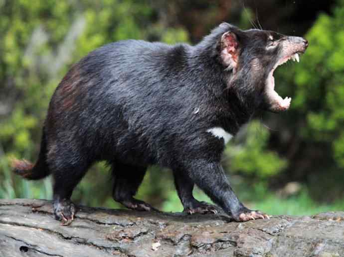 犬科：狐亚科之大耳狐