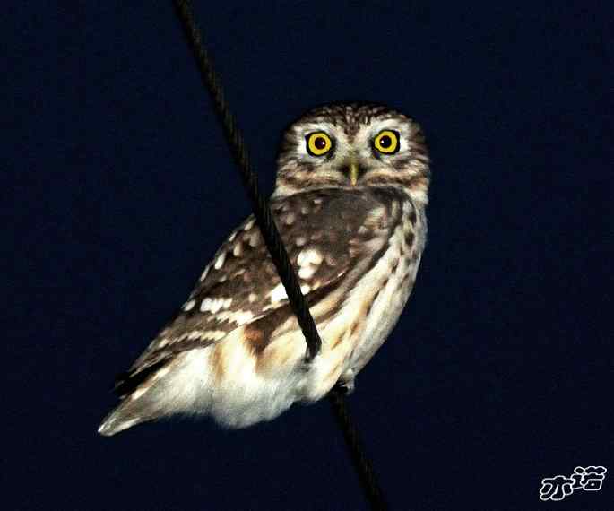 官厅水库&nbsp;wbr路&nbsp;wbr四种猛禽