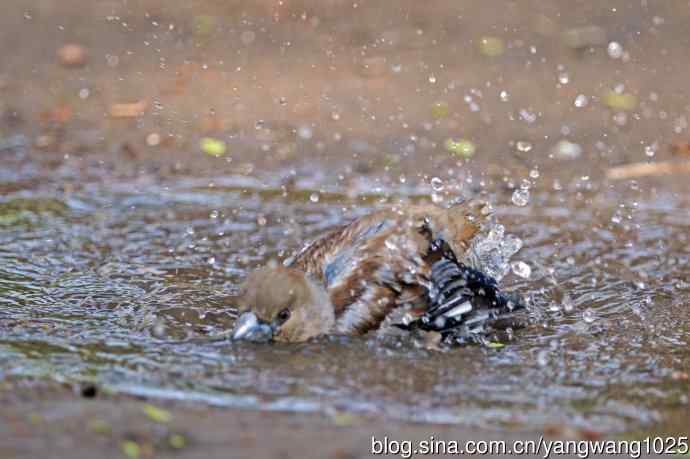 北京天坛公园的鸟类——洗浴中的锡嘴雀（3）