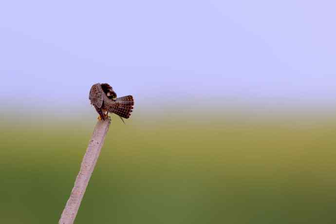 猛禽远摄（生境篇）