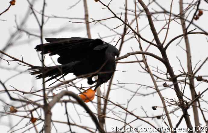 北京动物园的鸟类——谁爱吃柿子？（乌鸦）