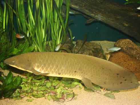 鱼类活化石:澳洲肺鱼 鱼类活化石:澳洲肺鱼