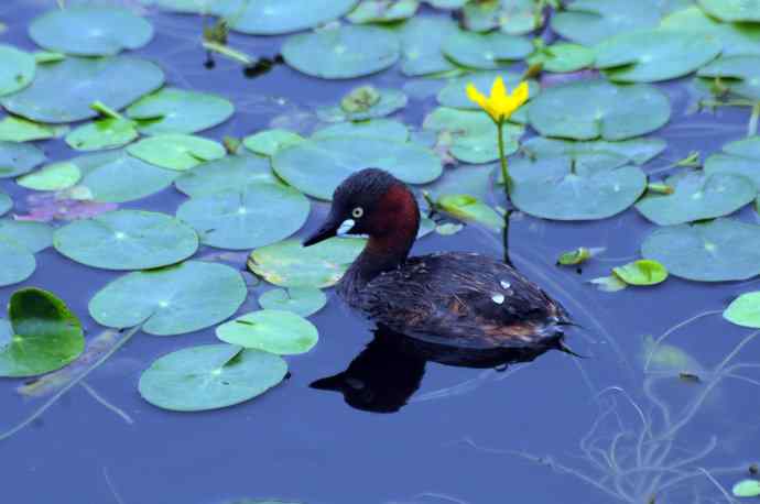 北京将府公园的鸟类——小鸊鷉