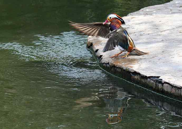 177.鸳鸯戏水--（大白）
