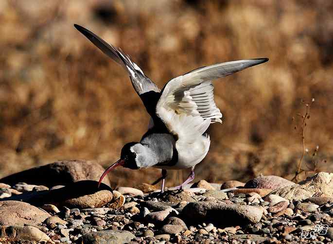 白河峡谷 wbr路 wbr鹮(huán wbr)嘴鹬(yù) 白河峡谷 wbr路 wbr鹮(huán wbr)嘴鹬(yù)