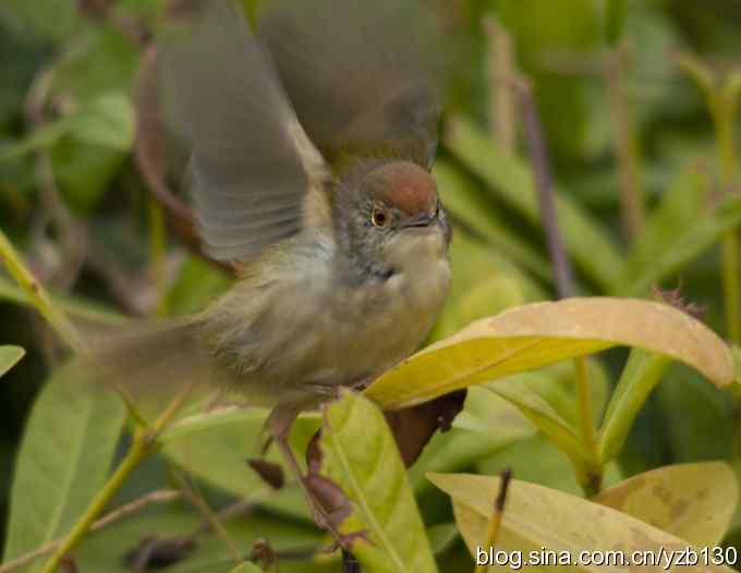 深港拍鸟新纪录（10）鈥斺敵の卜煲遁海ㄗ橥迹