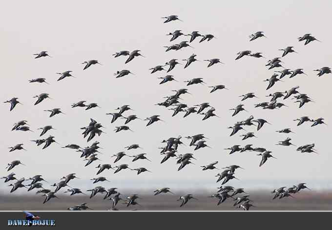 迁徙的鸟：群飞的黑尾塍鹬