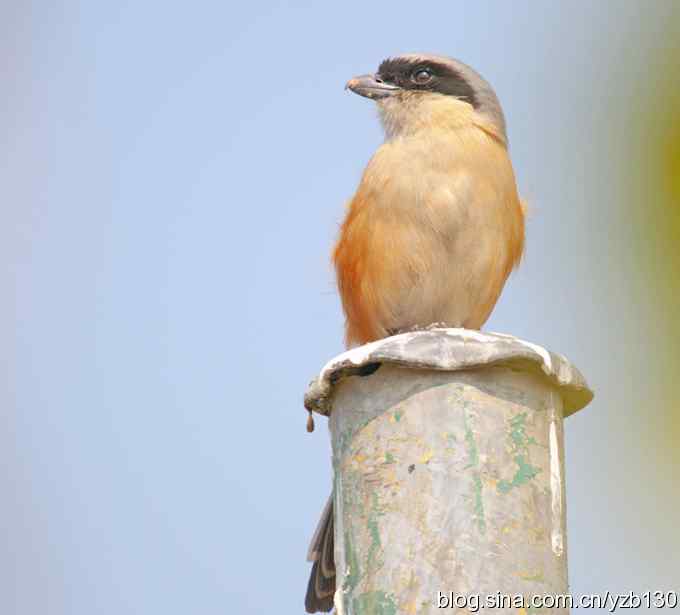 伯劳献瑞(组图) 伯劳献瑞(组图)