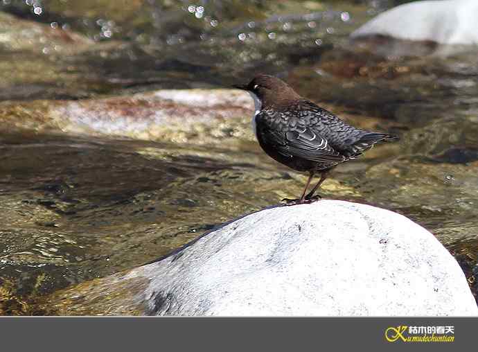 孟屯河拍鈥満游阝潯臼蹬摹