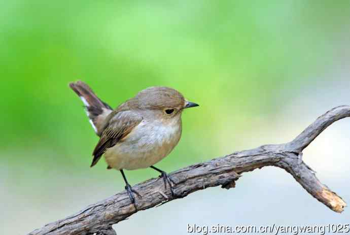 雌性红喉姬鹟（3）