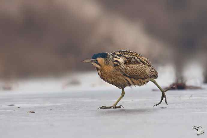 衡水湖的大麻鳽
