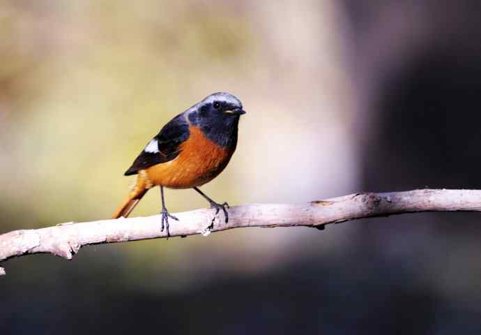 雄性北红尾鸲（7）