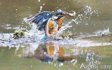 超级翠鸟:比目鱼、虾、牡蛎、虾虎鱼、胭脂鱼和小黑鲈我都爱吃