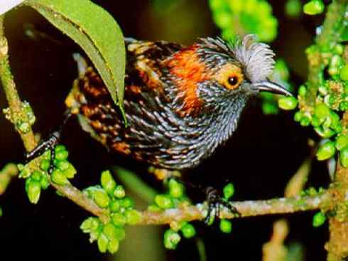 雀鸟也彪悍：鸟中恶霸（黑头矿鸟）