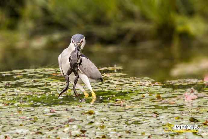 夜鹭的饕餮大餐