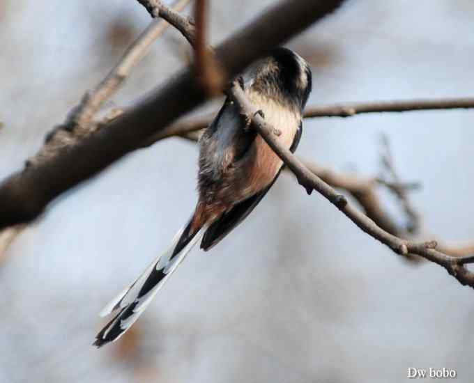 乖巧玲珑滴银喉长尾山雀