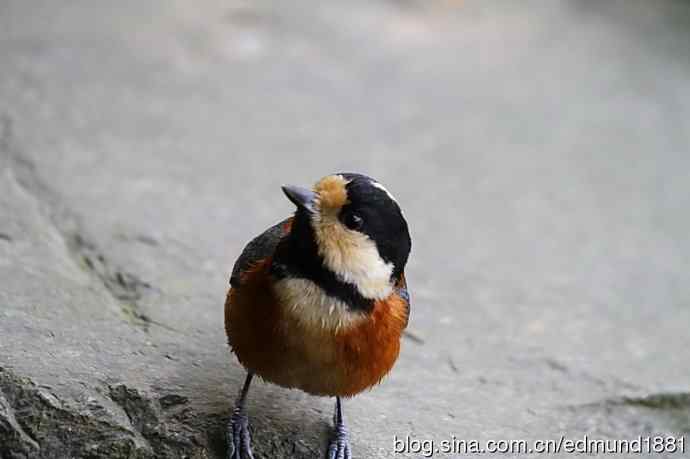 初哥守株待兔之收获