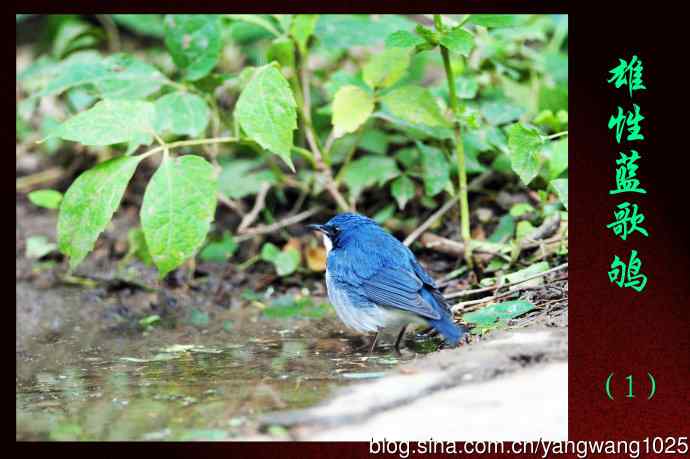 雄性蓝歌鸲（1）