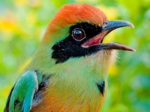 绝色攀禽:佛法僧目之翠鴗2