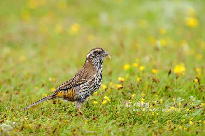 白眉朱雀（雌鸟）